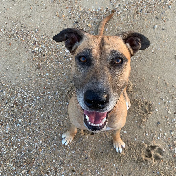 Training For Reactive Dogs