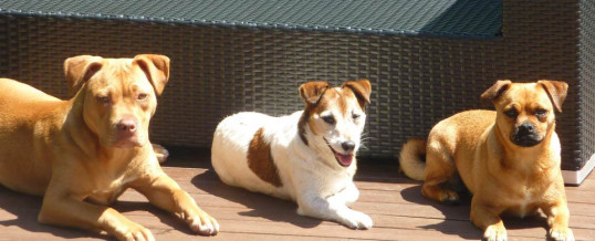 Dog’s Behaviour Training, Sunshine Coast