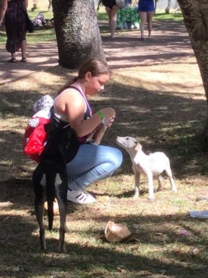 pack dogs in park being fed